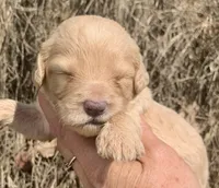Standard Cockapoo , a female Cockapoo for sale in Tampa, FL – Photo 3 of 6