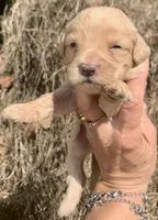 Standard Cockapoo , a female Cockapoo for sale in Tampa, FL – Photo 2 of 6