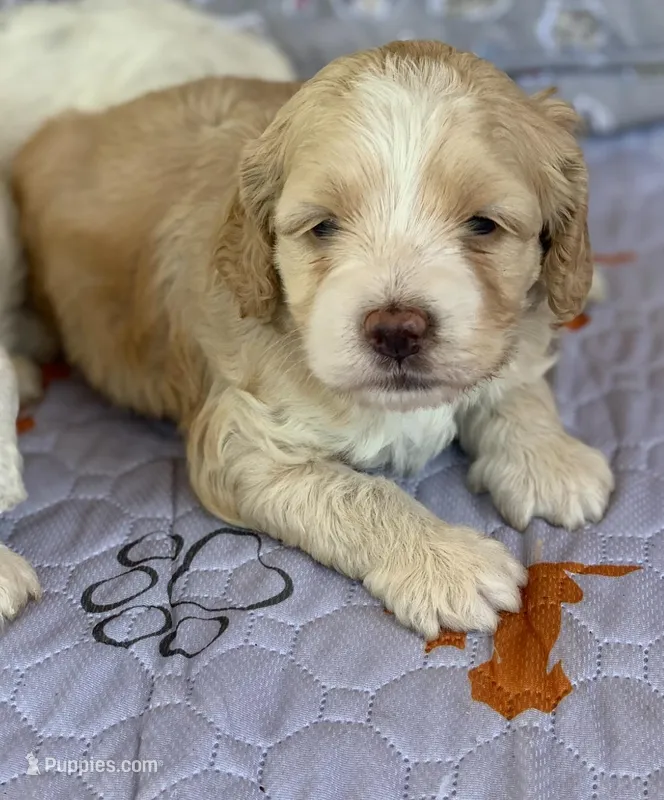 Mini Cockapoo – Cockapoo puppy for sale in Tampa, FL