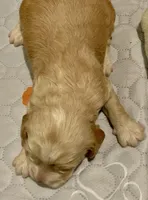 Mini Cockapoo, a male Cockapoo for sale in Tampa, FL – Photo 4 of 5