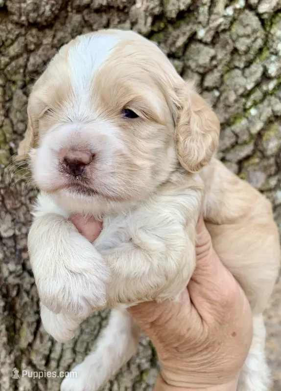 Mini Cockapoo