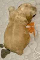 Mini Cockapoo, a male Cockapoo for sale in Tampa, FL – Photo 1 of 5