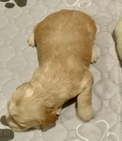 Mini Cockapoo, a male Cockapoo for sale in Tampa, FL – Photo 5 of 5