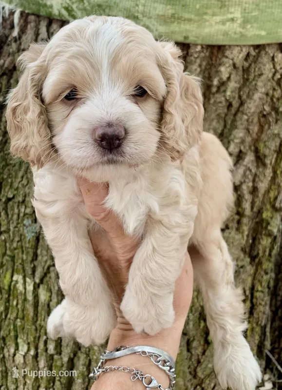 Mini Cockapoo – Cockapoo puppy for sale in Tampa, FL
