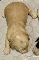 Mini Cockapoo, a male Cockapoo for sale in Tampa, FL – Photo 2 of 5