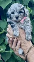 Topaz F1b , a female Miniature Aussiedoodle for sale in Sun City Center, FL – 7 of 10