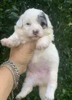 Morkiepoo Sable parti, a female Poodle - Toy  and Morkie for sale in Tampa, FL – 3 of 4