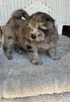 Waffles, a female Chow Chow and Poodle - Standard  for sale in Ruskin, FL – 10 of 10