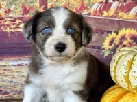 Amy.       Blue eyes, a female Miniature Aussiedoodle for sale in Ruskin, FL – 2 of 10