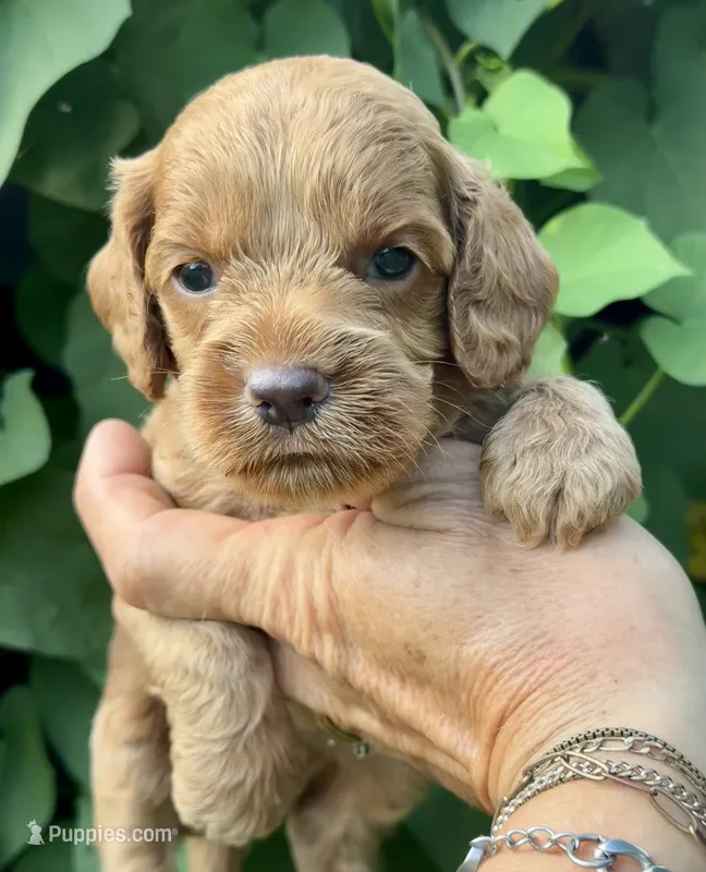 Black F1 – Cockapoo puppy for sale in Tampa, FL