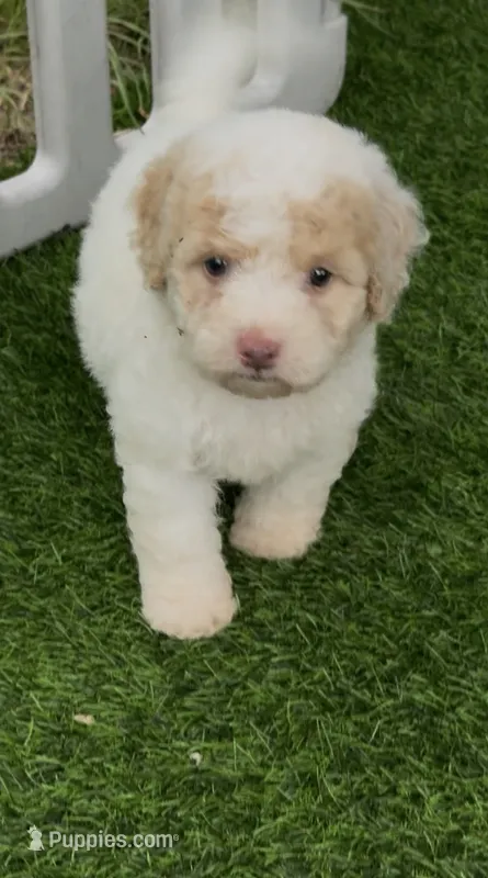 Rosie tiny Chowdoodle – Chow Chow, Poodle - Toy  puppy for sale in Tampa, FL