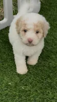 Rosie tiny Chowdoodle, a female Chow Chow and Poodle - Toy  for sale in Tampa, FL – 1 of 3