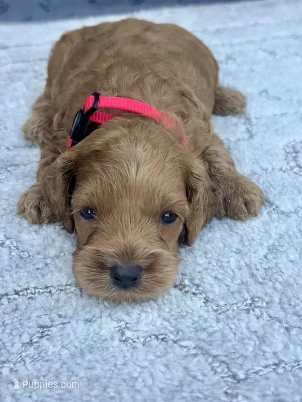 Red F1 – Cockapoo puppy for sale in Tampa, FL