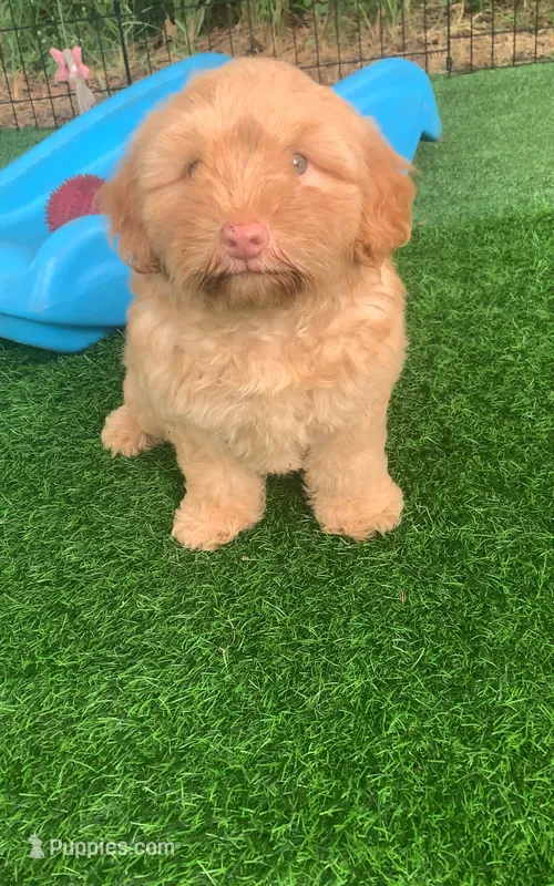 Simba – Chow Chow, Poodle - Miniature  puppy for sale in Tampa, FL