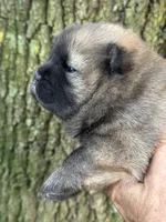 Yuki, a female Chow Chow for sale in Ruskin, FL – 4 of 4