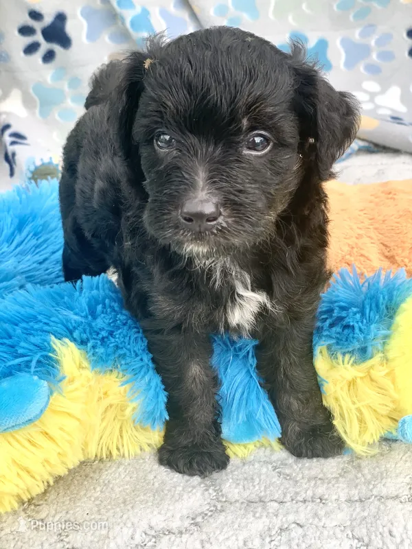 Onyx. Parents health tested – Miniature Aussiedoodle puppy for sale in Tampa, FL