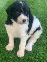 Betsy parents health tested, a female Bernedoodle for sale in Tampa, FL – 1 of 6