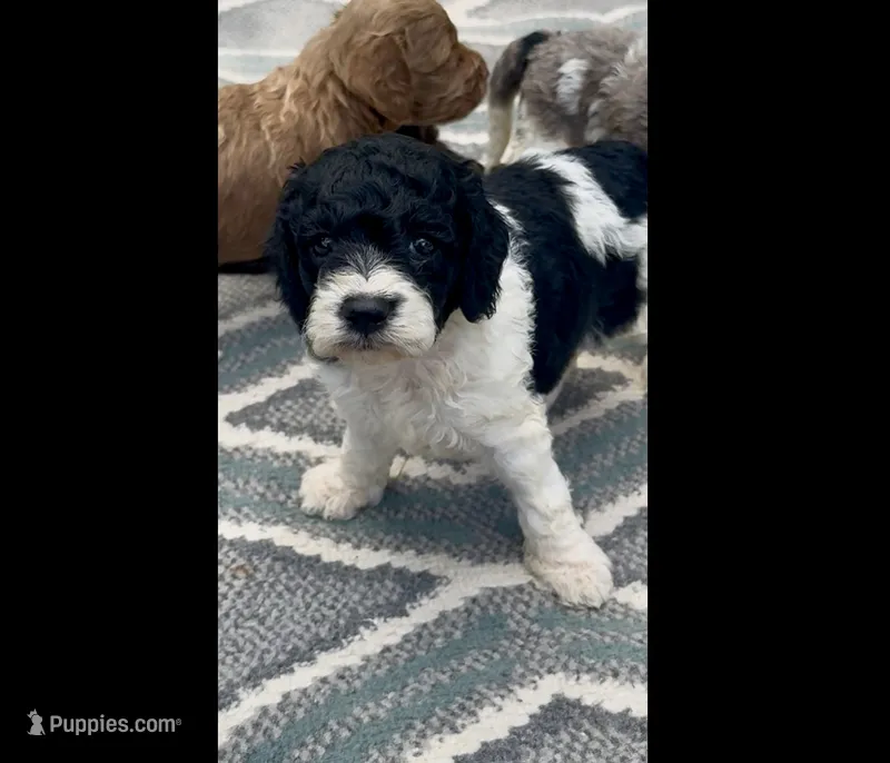 Carol – Cockapoo puppy for sale in Ruskin, FL