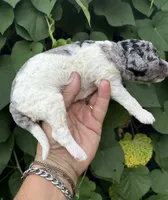 Bluebell. “Regular size” Blue Merle, a female Cockapoo for sale in Tampa, FL – 4 of 9