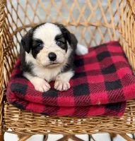 Willie blue eyes, a male Miniature Aussiedoodle for sale in Ruskin, FL – 1 of 10