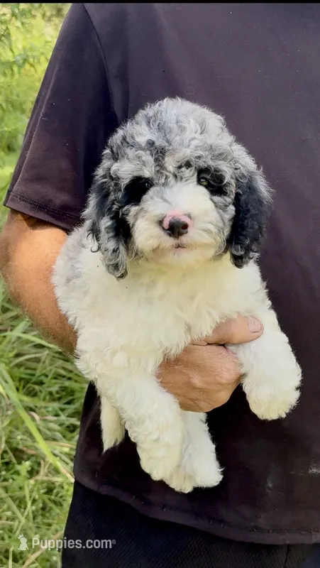 Sapphire  – Cockapoo puppy for sale in Ruskin, FL