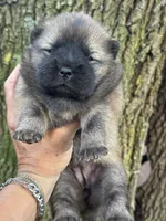 Mei, a female Chow Chow for sale in Ruskin, FL – 6 of 7