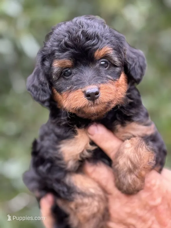 Maple.  Parents health tested  – Miniature Aussiedoodle puppy for sale in Tampa, FL