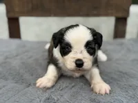 Willie blue eyes, a male Miniature Aussiedoodle for sale in Ruskin, FL – 7 of 10
