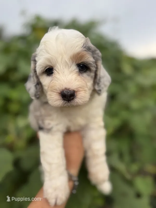 Skye  F1b – Miniature Aussiedoodle puppy for sale in Tampa, FL