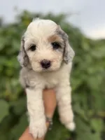 Skye  F1b, a female Miniature Aussiedoodle for sale in Tampa, FL – 1 of 10