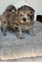 Waffles, a female Chow Chow and Poodle - Standard  for sale in Ruskin, FL – 5 of 10
