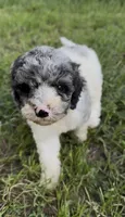 Sapphire , a female Cockapoo for sale in Ruskin, FL – 4 of 10