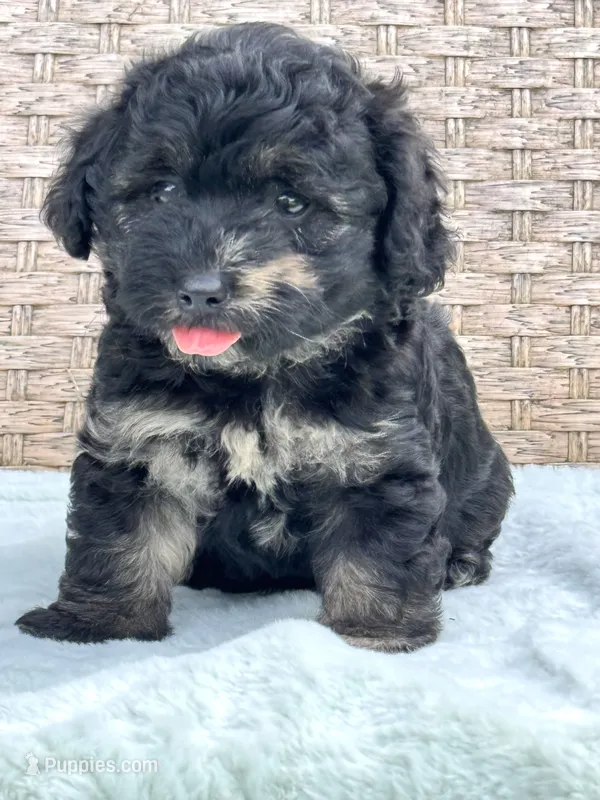 Marble – Chow Chow, Poodle - Toy  puppy for sale in Tampa, FL