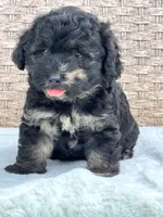 Marble PENDING, a male Chow Chow and Poodle - Toy  for sale in Tampa, FL – 4 of 9