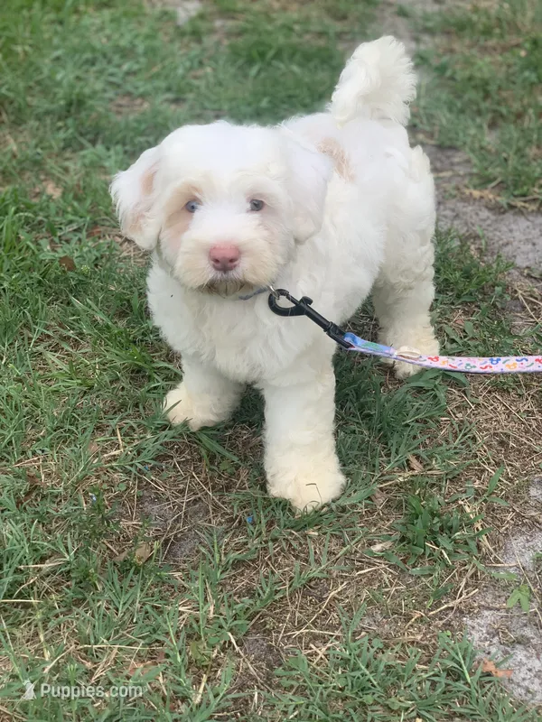 Snow one blue and one green  eye  – Chow Chow, Poodle - Miniature  puppy for sale in Tampa, FL