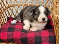 Dolly. Blue eyes, a female Miniature Aussiedoodle for sale in Ruskin, FL – 2 of 10