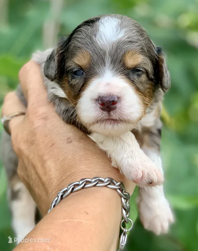Indigo  – Miniature Aussiedoodle puppy for sale in Tampa, FL