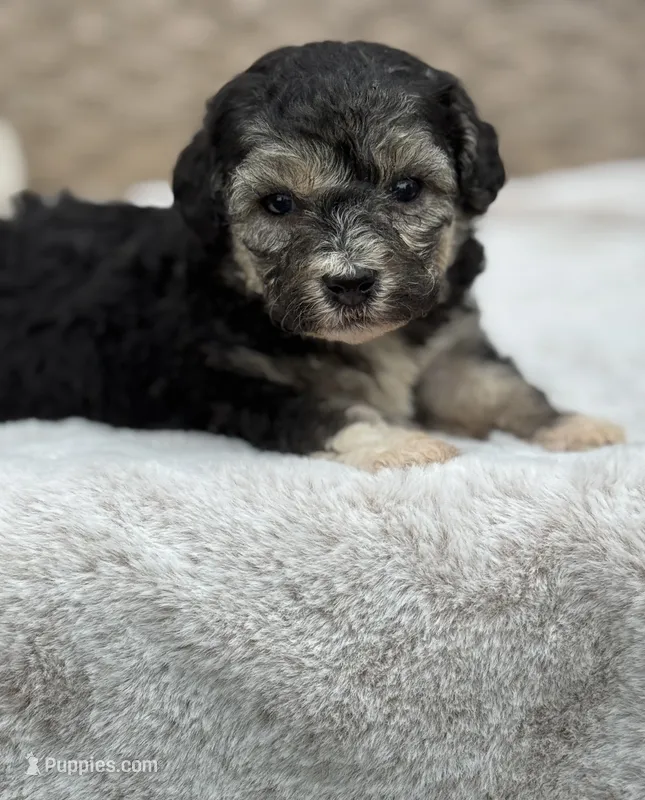 Morkiepoo  – Poodle - Toy , Morkie puppy for sale in Tampa, FL