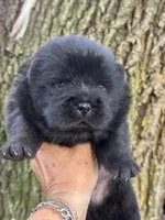 Onyx, a male Chow Chow for sale in Ruskin, FL – 5 of 7