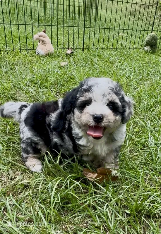 Misty – Poodle - Toy , Morkie puppy for sale in Ruskin, FL