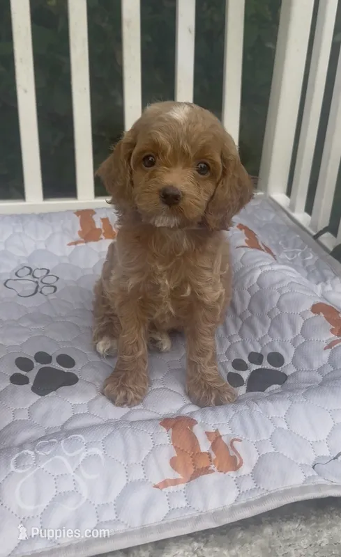 Orange F1 – Cockapoo puppy for sale in Ruskin, FL
