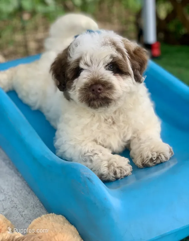 Hershey – Chow Chow, Poodle - Miniature  puppy for sale in Tampa, FL