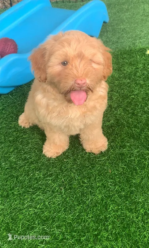 Simba – Chow Chow, Poodle - Miniature  puppy for sale in Tampa, FL