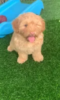 Simba, a male Chow Chow and Poodle - Miniature  for sale in Tampa, FL – 5 of 10