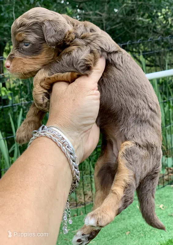 Mocha.  Parents health tested – Miniature Aussiedoodle puppy for sale in Tampa, FL
