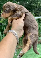Mocha.  Parents health tested, a female Miniature Aussiedoodle for sale in Tampa, FL – 1 of 10