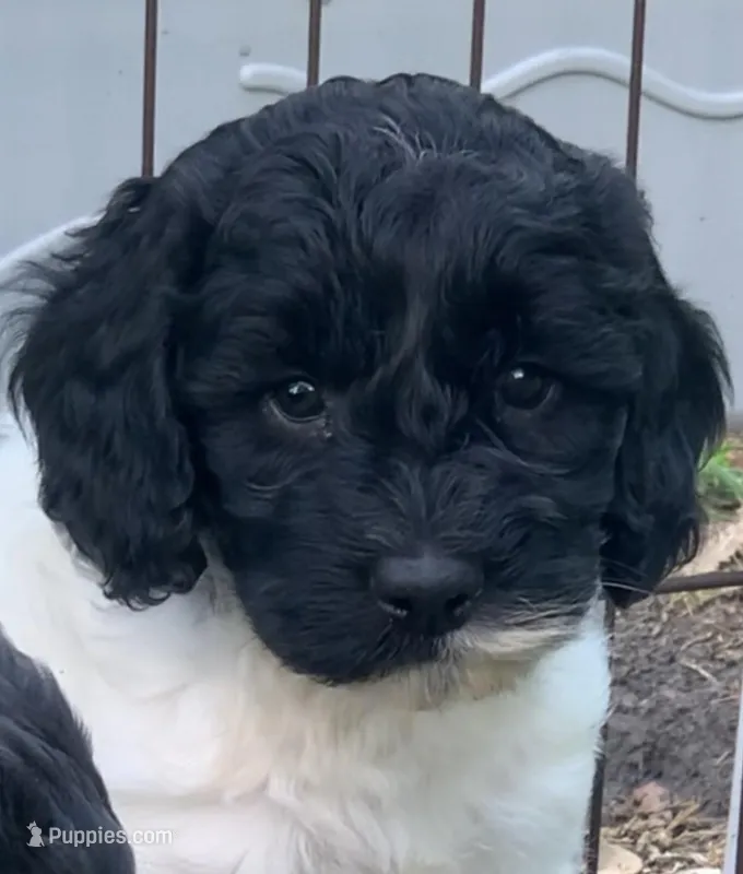 Milo – Miniature Goldendoodle puppy for sale in Tampa, FL