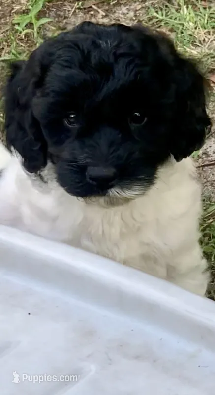 Milo – Miniature Goldendoodle puppy for sale in Tampa, FL