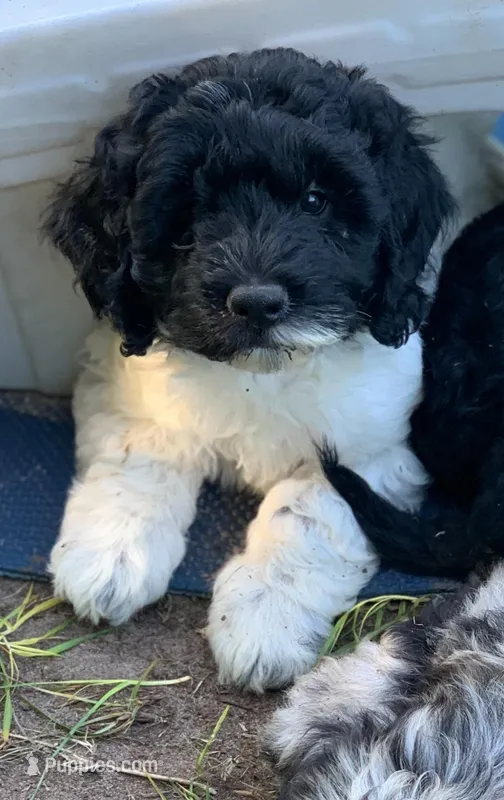 Milo – Miniature Goldendoodle puppy for sale in Tampa, FL