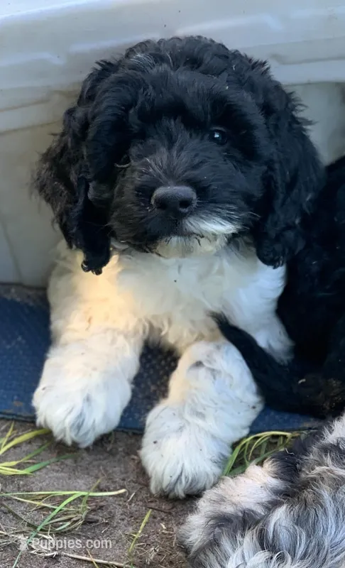 Milo – Miniature Goldendoodle puppy for sale in Tampa, FL